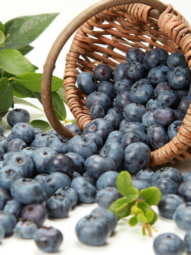 Erstes Zusatzbild des Artikels "Heidelbeere Hardyblue" (Bildbeschreibung ist in Arbeit