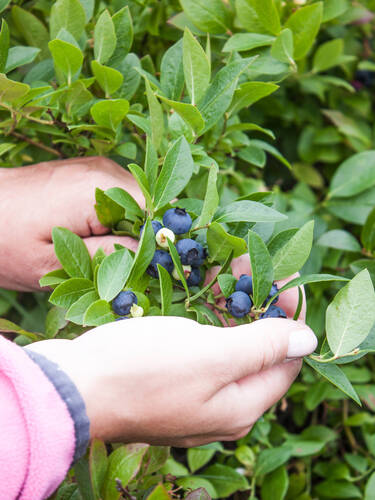 Zweites Zusatzbild des Artikels "Heidelbeere Hardyblue" (Bildbeschreibung ist in Arbeit