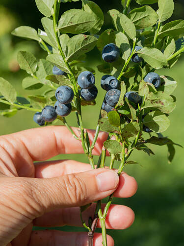 Erstes Zusatzbild des Artikels "Waldheidelbeere" (Bildbeschreibung ist in Arbeit