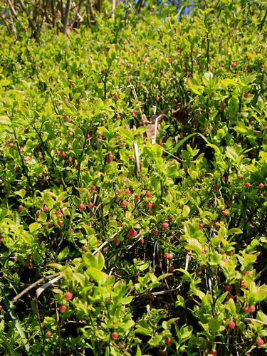 Zweites Zusatzbild des Artikels "Waldheidelbeere" (Bildbeschreibung ist in Arbeit