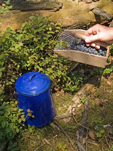 Viertes Zusatzbild des Artikels "Waldheidelbeere" (Bildbeschreibung ist in Arbeit