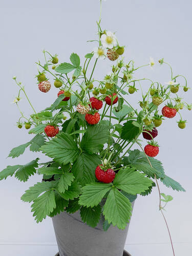 Erdbeerpflanzen - Erdbeere Fontaine Bild 2