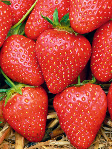Drittes Zusatzbild des Artikels "Spar-Set Erdbeersaison" (Bildbeschreibung ist in Arbeit