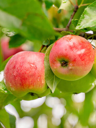 erstes zustzliches Bild des Artikels "Sulenapfel Arbat"