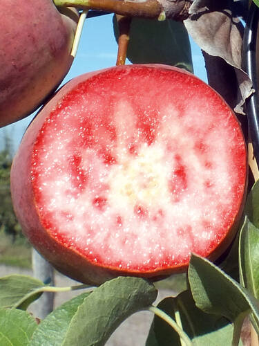 erstes zustzliches Bild des Artikels "Blutbirne" aus der Kategorie "Birnbaum"