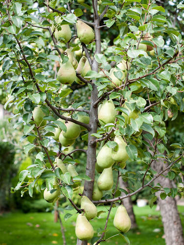 erstes zustzliches Bild des Artikels "Zwerg-Birne Garden Pearl" aus der Kategorie "Birnbaum"