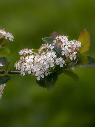 erstes zustzliches Bild des Artikels "Aroniabeere Lowberry Little Helpers"