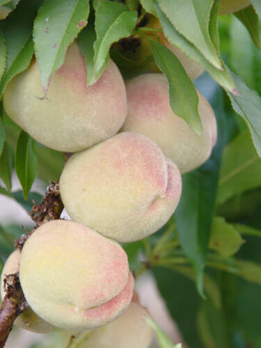 erstes zustzliches Bild des Artikels "Pfirsich Ice Peach" aus der Kategorie "Obstbaum"