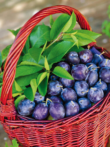 Erstes Zusatzbild des Artikels "Duo-Obstbaum Pflaume" (Bildbeschreibung ist in Arbeit