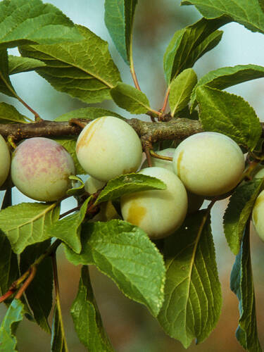 Zweites Zusatzbild des Artikels "Duo-Obstbaum Pflaume" (Bildbeschreibung ist in Arbeit