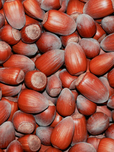 erstes zustzliches Bild des Artikels "Haselnuss Rote Zellernuss"