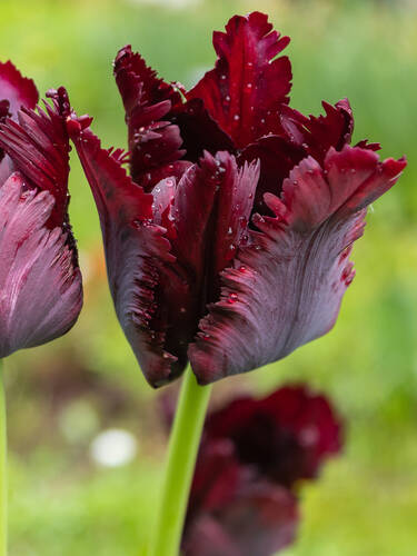 Papagei-Tulpe Black Parrot