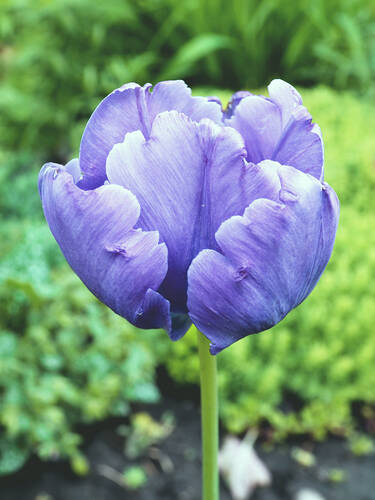 Hauptbild des Artikels "Papagei-Tulpe Blue Parrot"
