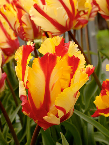 Papagei-Tulpe Flaming Parrot