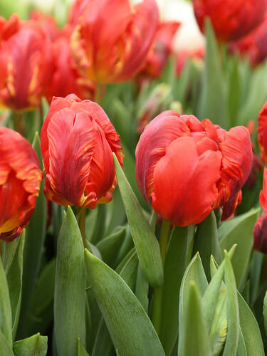 Hauptbild des Artikels "Papagei-Tulpe Rococo" (Bildbeschreibung ist in Arbeit)