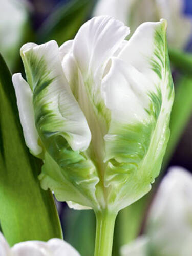 Papagei-Tulpe Super Parrot