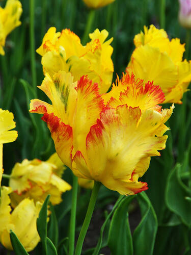 Hauptbild des Artikels "Papagei-Tulpe Texas Gold" aus der Kategorie "Blumenzwiebeln"