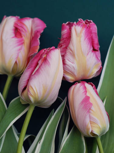 Hauptbild des Artikels "Papagei-Tulpen Silver Parrot" aus der Kategorie "Blumenzwiebeln"