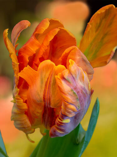 Blumenzwiebeln - Papageien-Tulpe Amazing Parrot