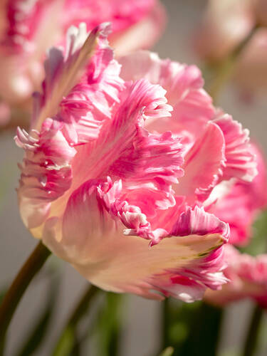 Hauptbild des Artikels "Papageien-Tulpe Cabanna"