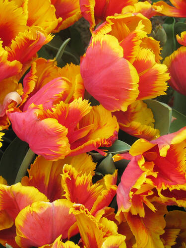 Hauptbild des Artikels "Papageien-Tulpe Dee Jay Parrot"
