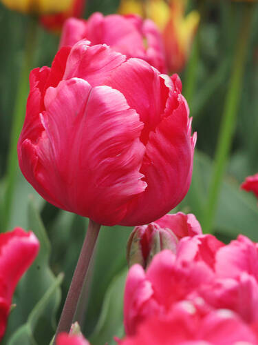 Blumenzwiebeln - Papageien-Tulpe Erna Lindgreen