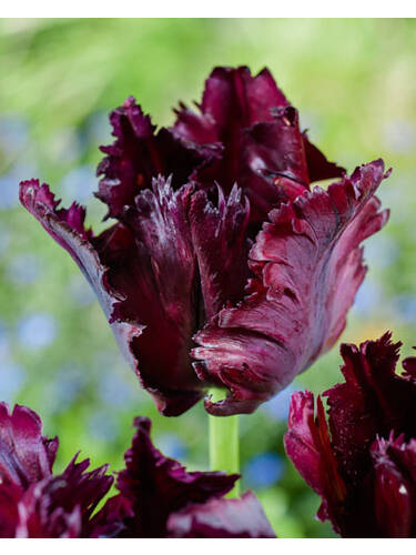 Hauptbild des Artikels "Papageien-Tulpe Frozen Night" aus der Kategorie "Blumenzwiebeln"