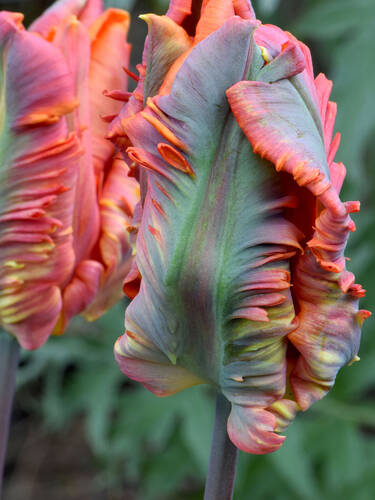 Blumenzwiebeln - Papageien-Tulpe Irene Parrot