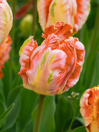 Hauptbild des Artikels "Papageien-Tulpe Parrot King" aus der Kategorie "Blumenzwiebeln"