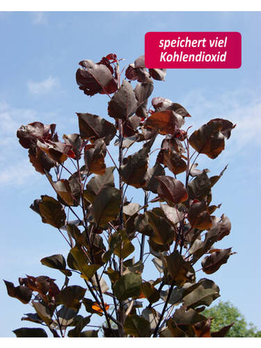 Hauptbild des Artikels "Pappel Purple Tower" aus der Kategorie "Ziergehlze"