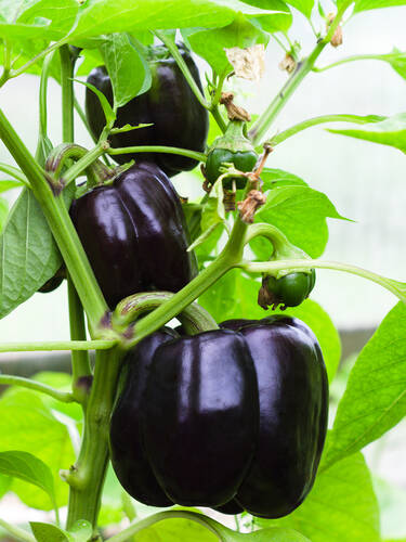 Hauptbild des Artikels "Paprika Bellania, F1 (unveredelt)" (Bildbeschreibung ist in Arbeit)