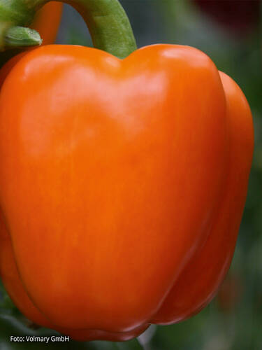 Hauptbild des Artikels "Paprika Beluga Orange, F1 (unveredelt)" aus der Kategorie "Gemsejungpflanzen"