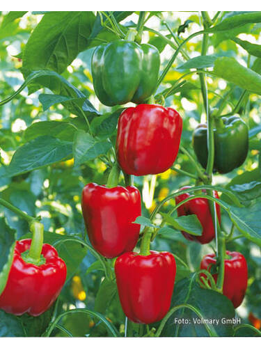 Hauptbild des Artikels "Paprika Bontempi F1 (veredelt)" aus der Kategorie "Gemsejungpflanzen"