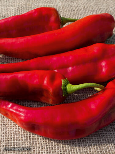 Hauptbild des Artikels "Paprika Lipari, F1, unveredelt" aus der Kategorie "Gemsejungpflanzen"