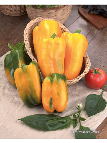 Hauptbild des Artikels "Paprika Maribel F1 (veredelt)" aus der Kategorie "Gemsejungpflanzen"