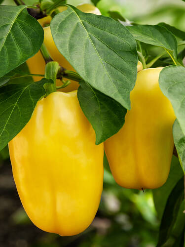 Hauptbild des Artikels "Paprika Snackor Yellow, F1 (unveredelt)" (Bildbeschreibung ist in Arbeit)