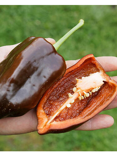 Hauptbild des Artikels "Paprika Sweet Chocolate"
