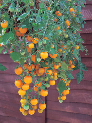Hauptbild des Artikels "Partytomate Tumbling Tom Yellow" aus der Kategorie "Tomatensamen"