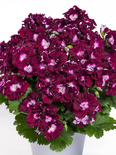 Pflanzen - Pelargonie Bermuda Merlot