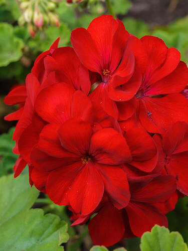 Hauptbild des Artikels "Pelargonie Bernd"