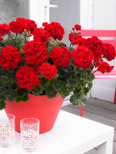 Hauptbild des Artikels "Pelargonie Bernd" (Bildbeschreibung ist in Arbeit)