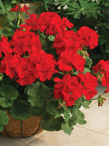 Hauptbild des Artikels "Pelargonie Calliope Dark Red" aus der Kategorie "Blumen Jungpflanzen"
