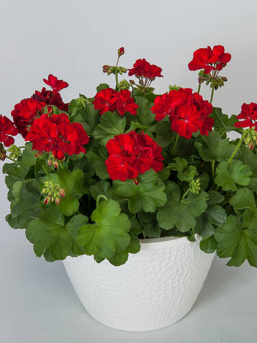 Hauptbild des Artikels "Pelargonie Calliope� M Dark Red" (Bildbeschreibung ist in Arbeit)