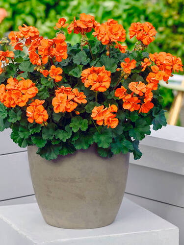 Hauptbild des Artikels "Pelargonie Dolce Vita Sylvia" (Bildbeschreibung ist in Arbeit)