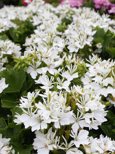 Hauptbild des Artikels "Pelargonie Exotica Starry White" (Bildbeschreibung ist in Arbeit)