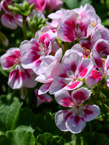 Hauptbild des Artikels "Pelargonie Flower Fairy White Splash"
