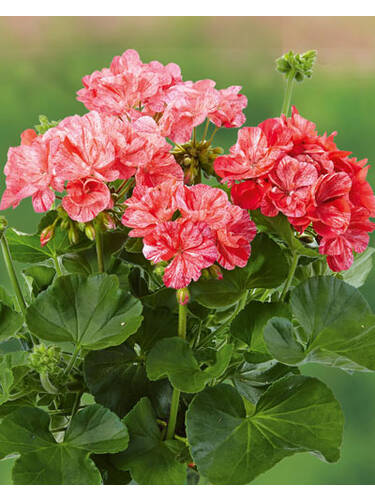 Hauptbild des Artikels "Pelargonie Grandeur Classic Peppermint" aus der Kategorie "Blumen Jungpflanzen"
