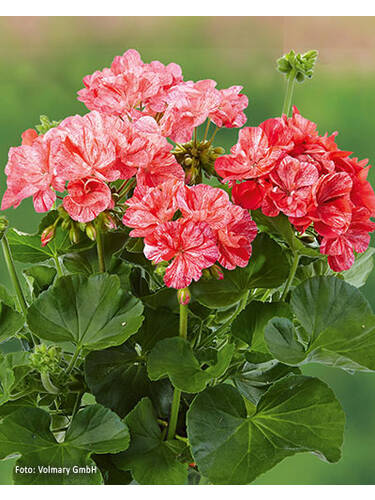 Hauptbild des Artikels "Pelargonie Grandeur� Classic Peppermint" (Bildbeschreibung ist in Arbeit)