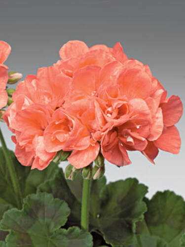 Pflanzen - Pelargonie Helena 2009