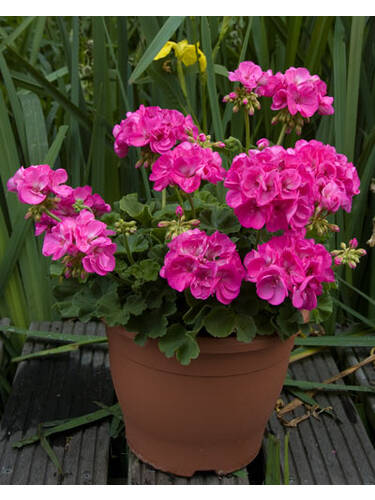 Hauptbild des Artikels "Pelargonie Hurricane" aus der Kategorie "Pflanzen"